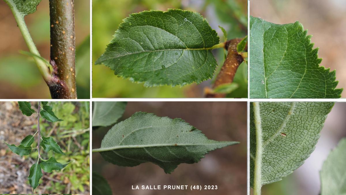 Birch, Downy leaf